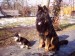 Chodský pes Orin 1,5 roku + Čivava Polinka 7,5 roku
